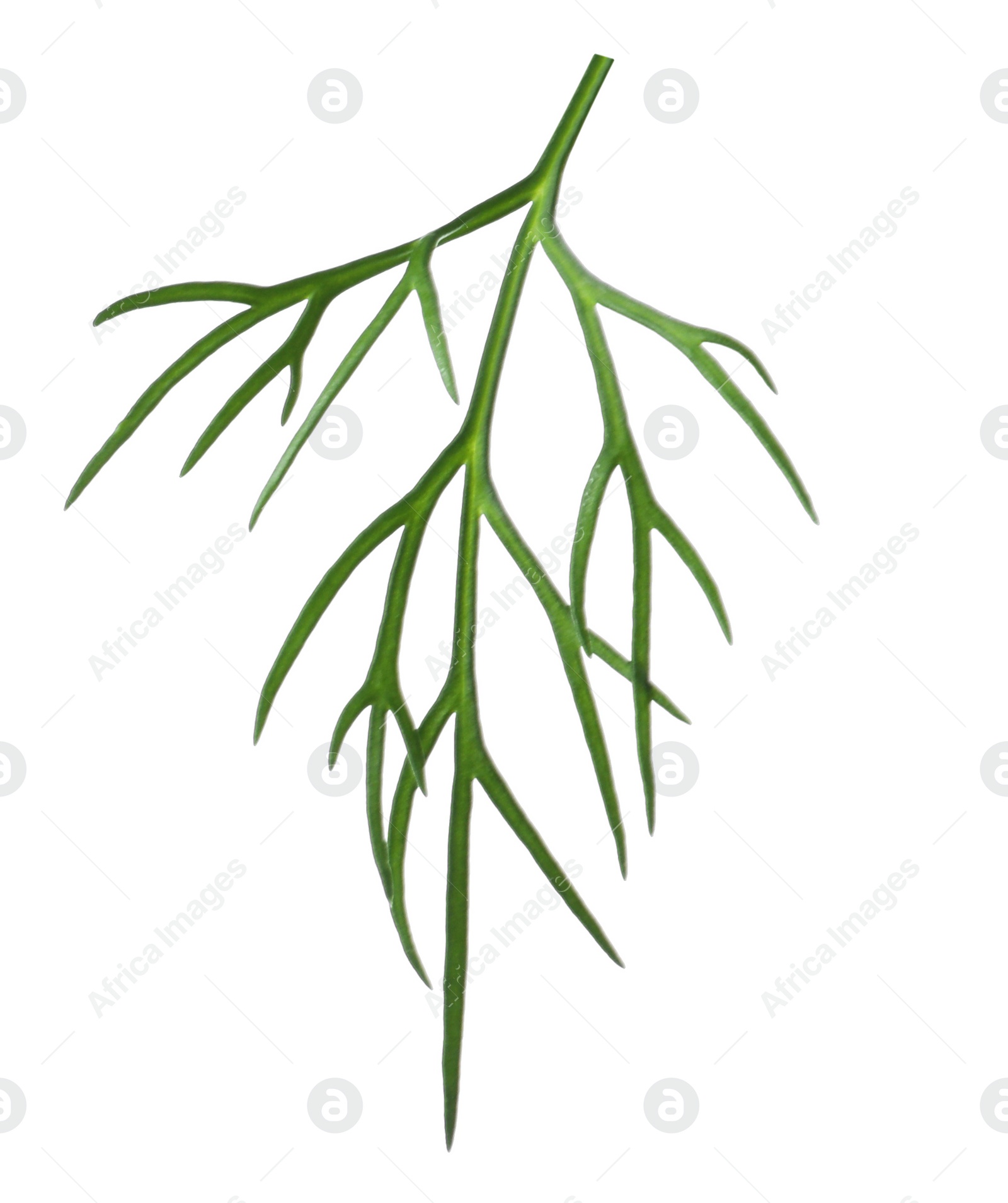 Photo of Sprig of fresh dill isolated on white