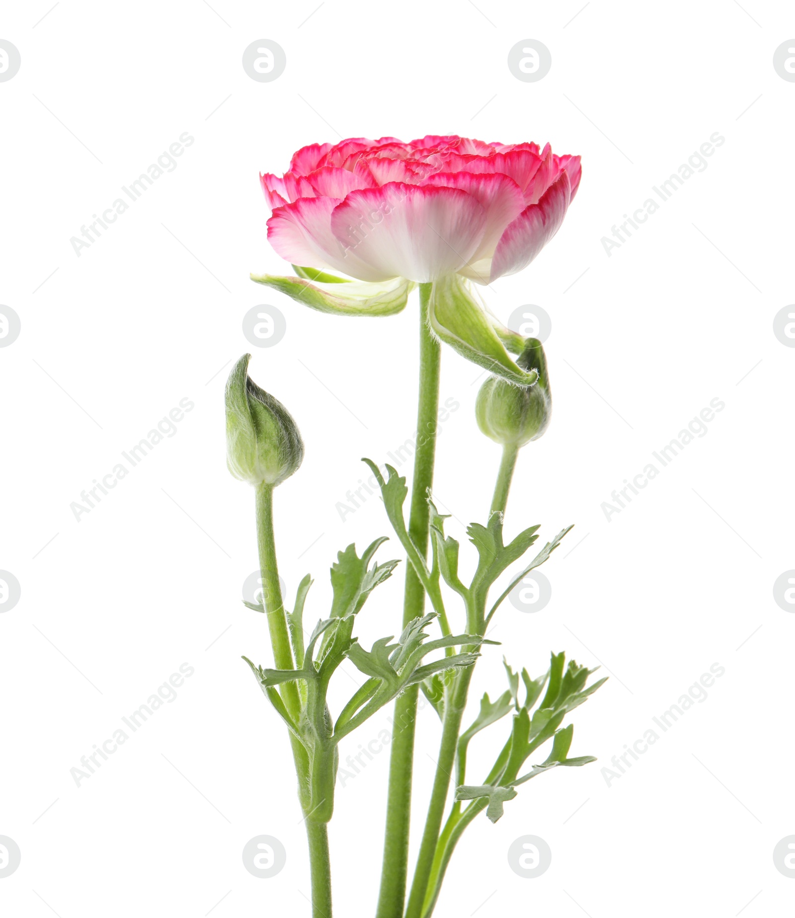 Photo of Beautiful pink ranunculus flower on white background