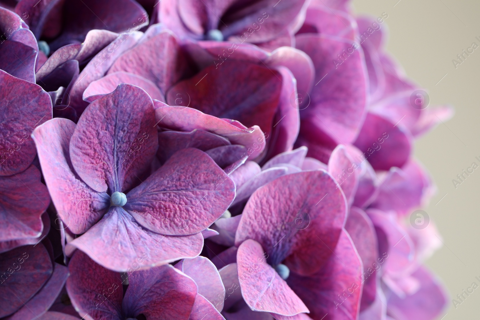 Photo of Beautiful violet hortensia flowers on light background, closeup