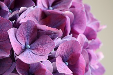 Beautiful violet hortensia flowers on light background, closeup