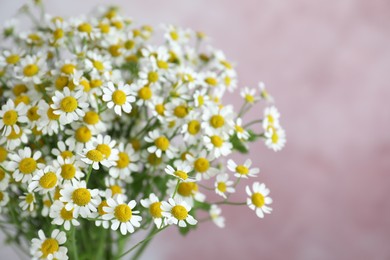 Photo of Beautiful chamomile flowers on pink background, closeup