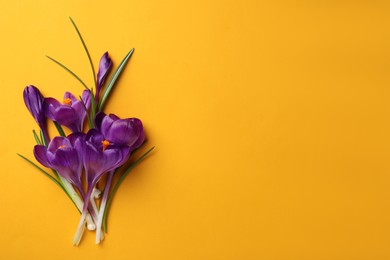 Beautiful purple crocus flowers on yellow background, flat lay. Space for text