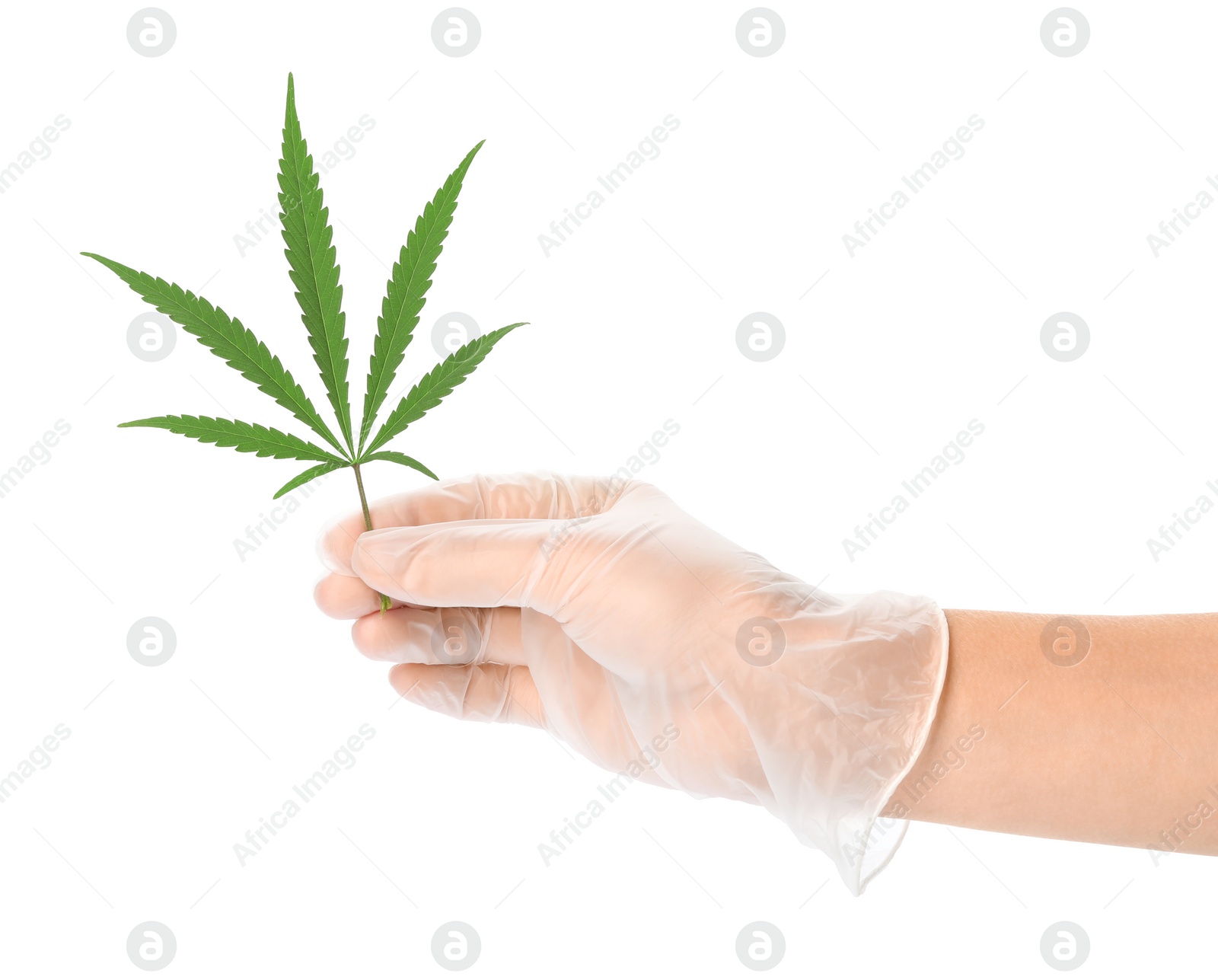 Photo of Woman holding leaf of medical hemp on white background, closeup