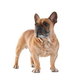 Cute French bulldog on white background. Funny pet