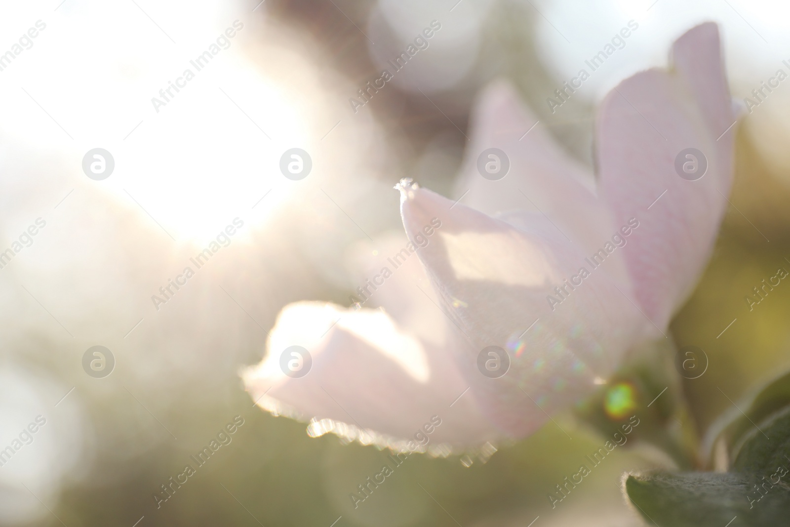 Photo of Closeup view of beautiful blossoming quince tree outdoors on spring day