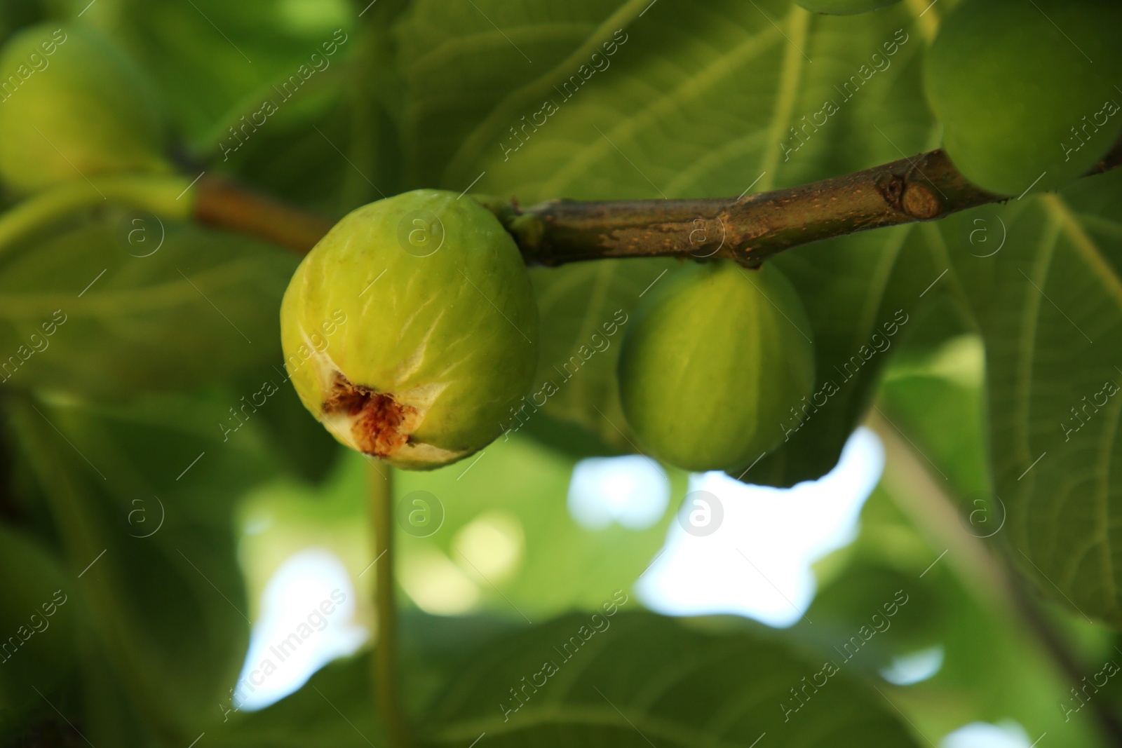 Photo of Unripe figs growing on tree in garden, closeup