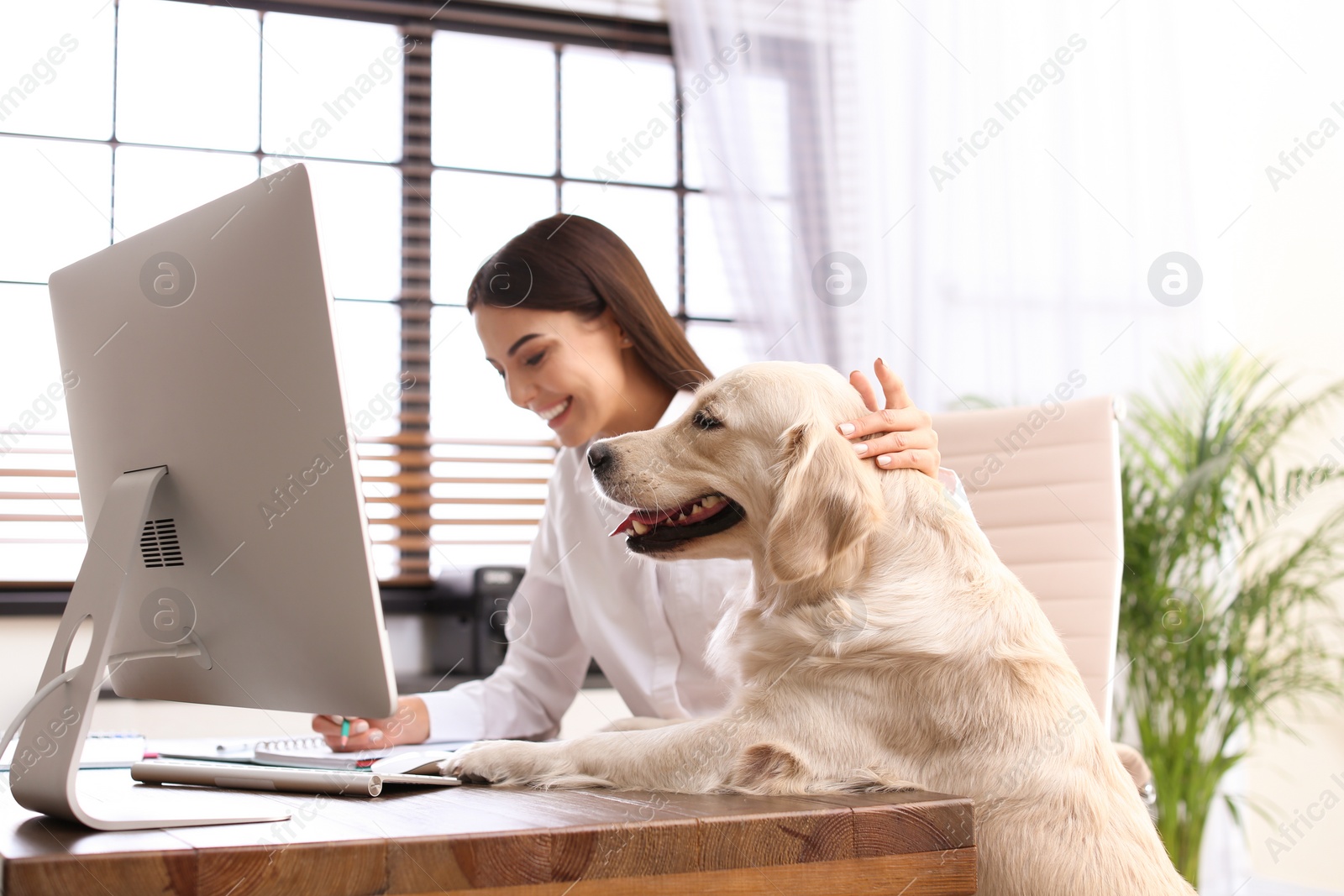 Photo of Young woman working at home office and stroking her Golden Retriever dog