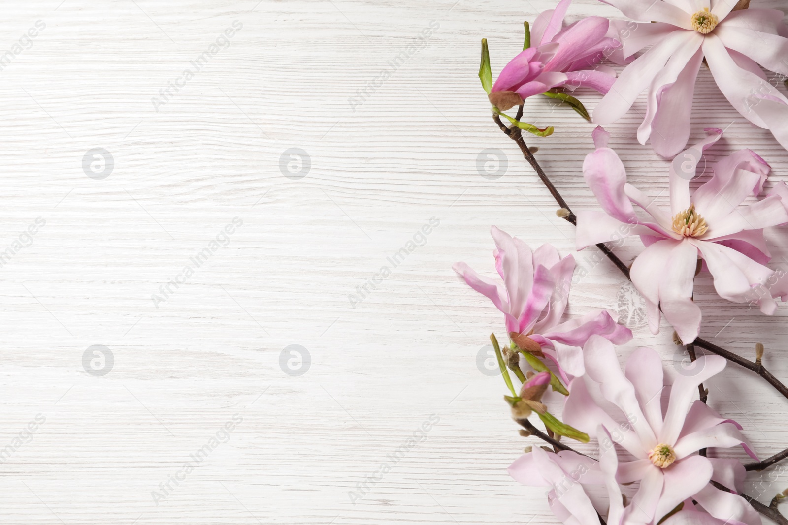 Photo of Magnolia tree branches with beautiful flowers on white wooden table, flat lay. Space for text