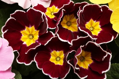 Photo of Beautiful primula (primrose) plant with burgundy flowers, above view. Spring blossom