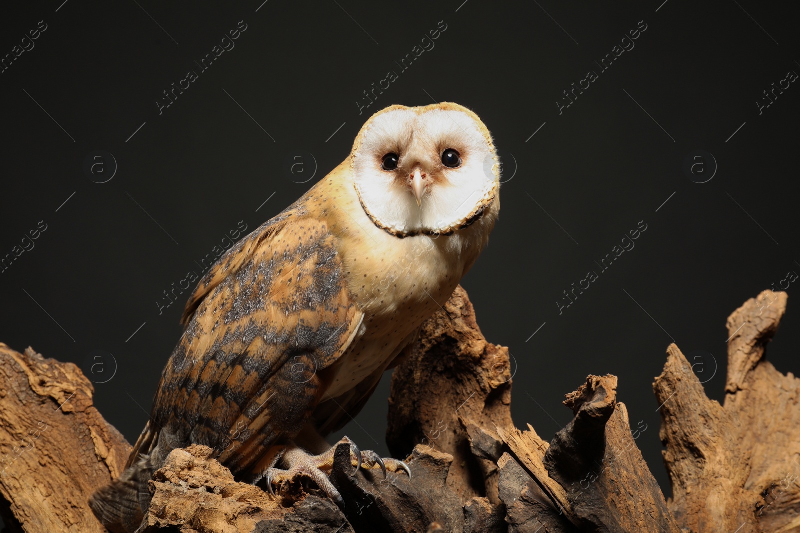 Photo of Beautiful common barn owl on tree against grey grey background