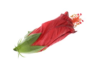 Beautiful red hibiscus bud isolated on white