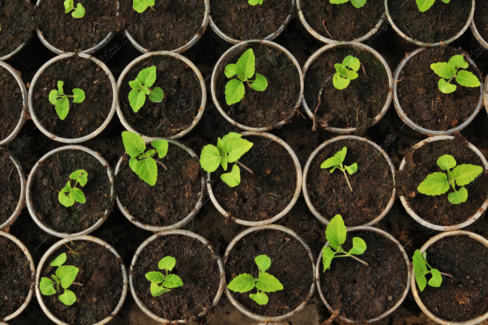 Photo of Many fresh green seedlings growing in pots with soil, top view