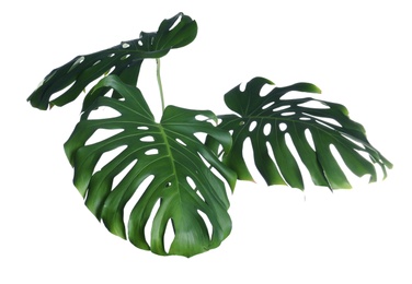 Photo of Green fresh monstera leaves on white background. Tropical plant