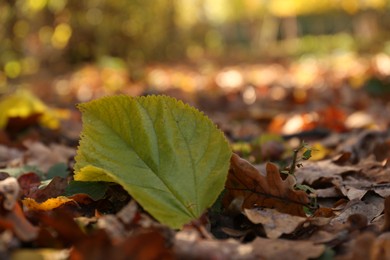 Photo of Pile of beautiful fallen leaves outdoors on sunny day, closeup