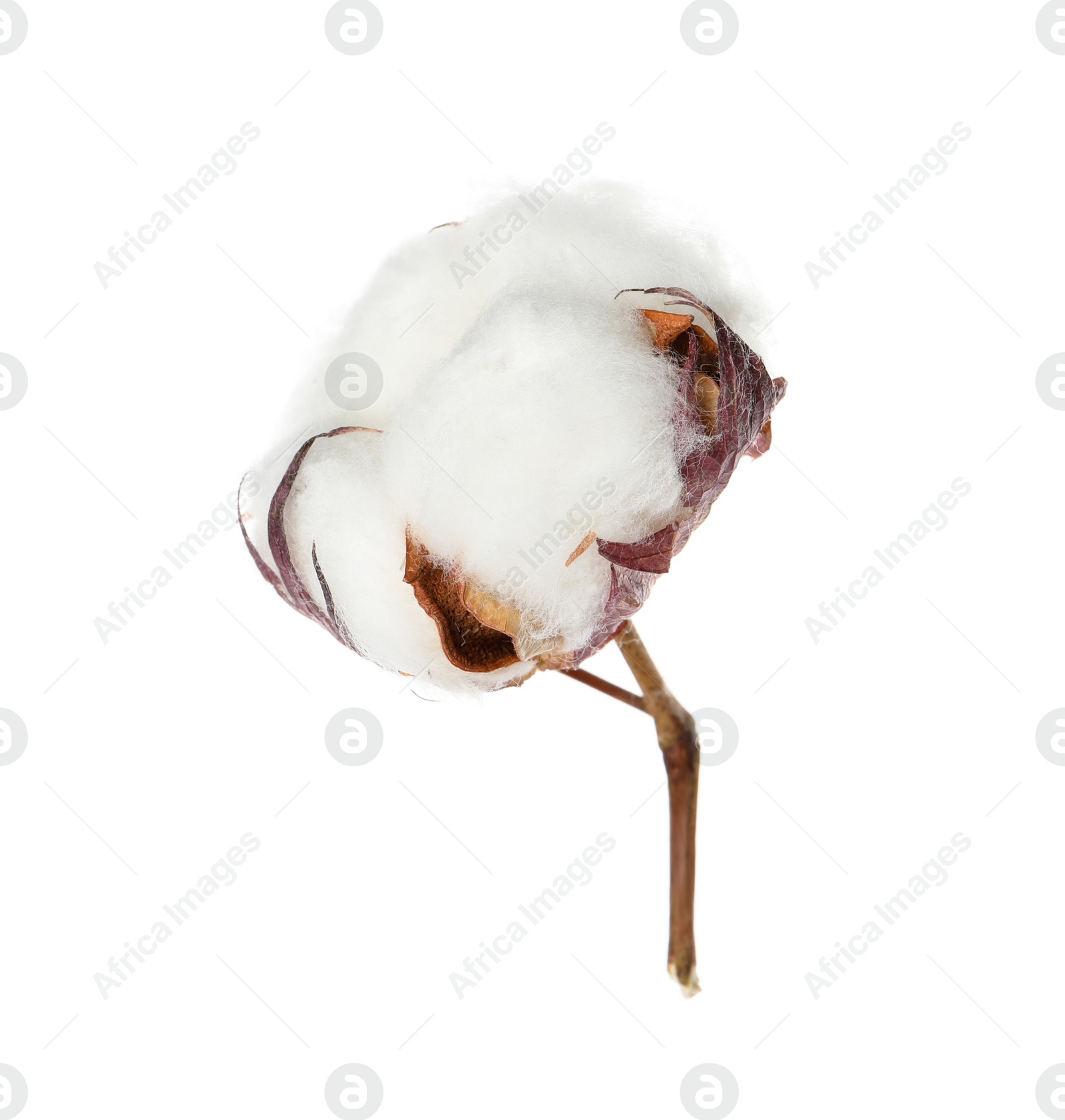 Photo of Beautiful fluffy cotton flower isolated on white