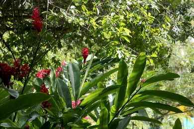 Photo of Picturesque view of beautiful exotic plants in tropical jungle