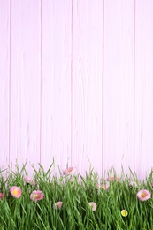 Photo of Vibrant green grass with beautiful flowers against color wooden background, space for text