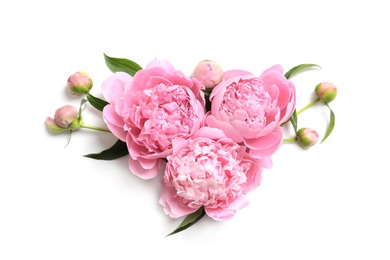 Photo of Beautiful fragrant peony flowers on white background