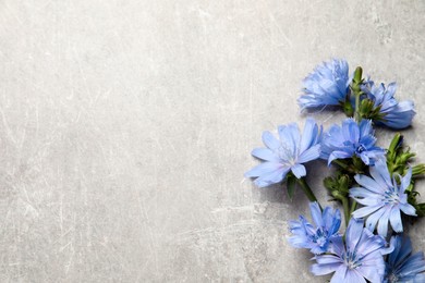 Beautiful chicory flowers on light grey background, flat lay. Space for text