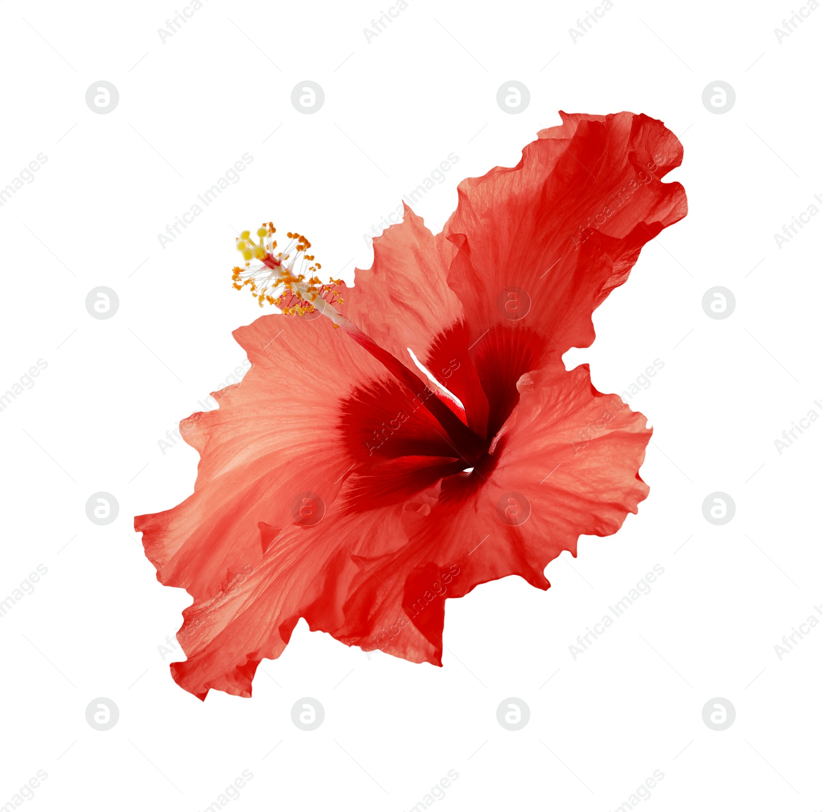 Image of Beautiful tropical hibiscus flower isolated on white 