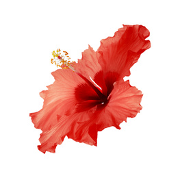 Image of Beautiful tropical hibiscus flower isolated on white 