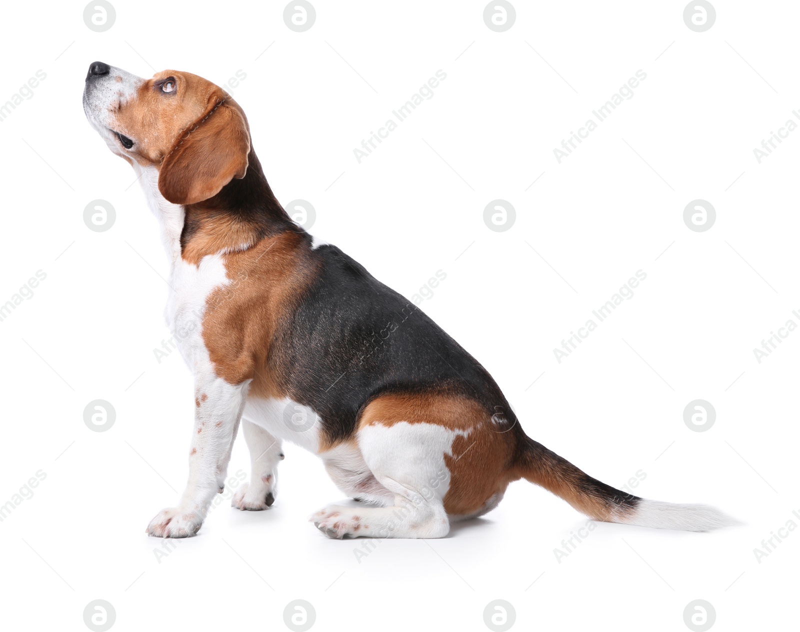 Photo of Beautiful beagle dog on white background. Adorable pet