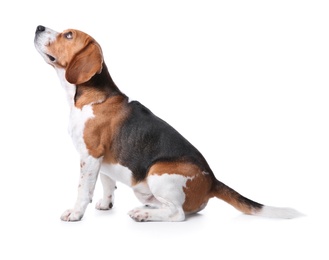 Photo of Beautiful beagle dog on white background. Adorable pet