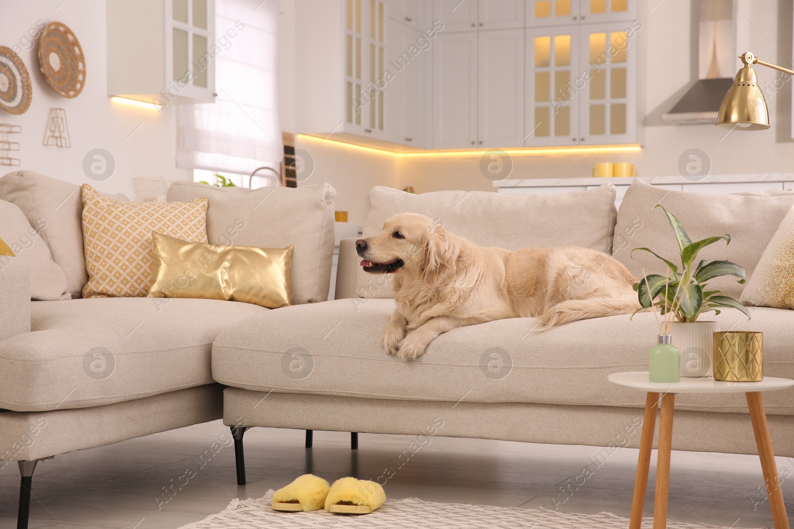 Photo of Modern living room interior. Cute Golden Labrador Retriever on couch