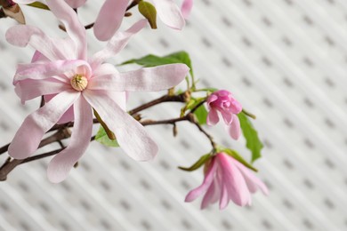 Magnolia tree branches with beautiful flowers on white background, closeup