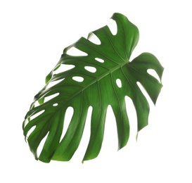 Photo of Green fresh monstera leaf isolated on white. Tropical plant