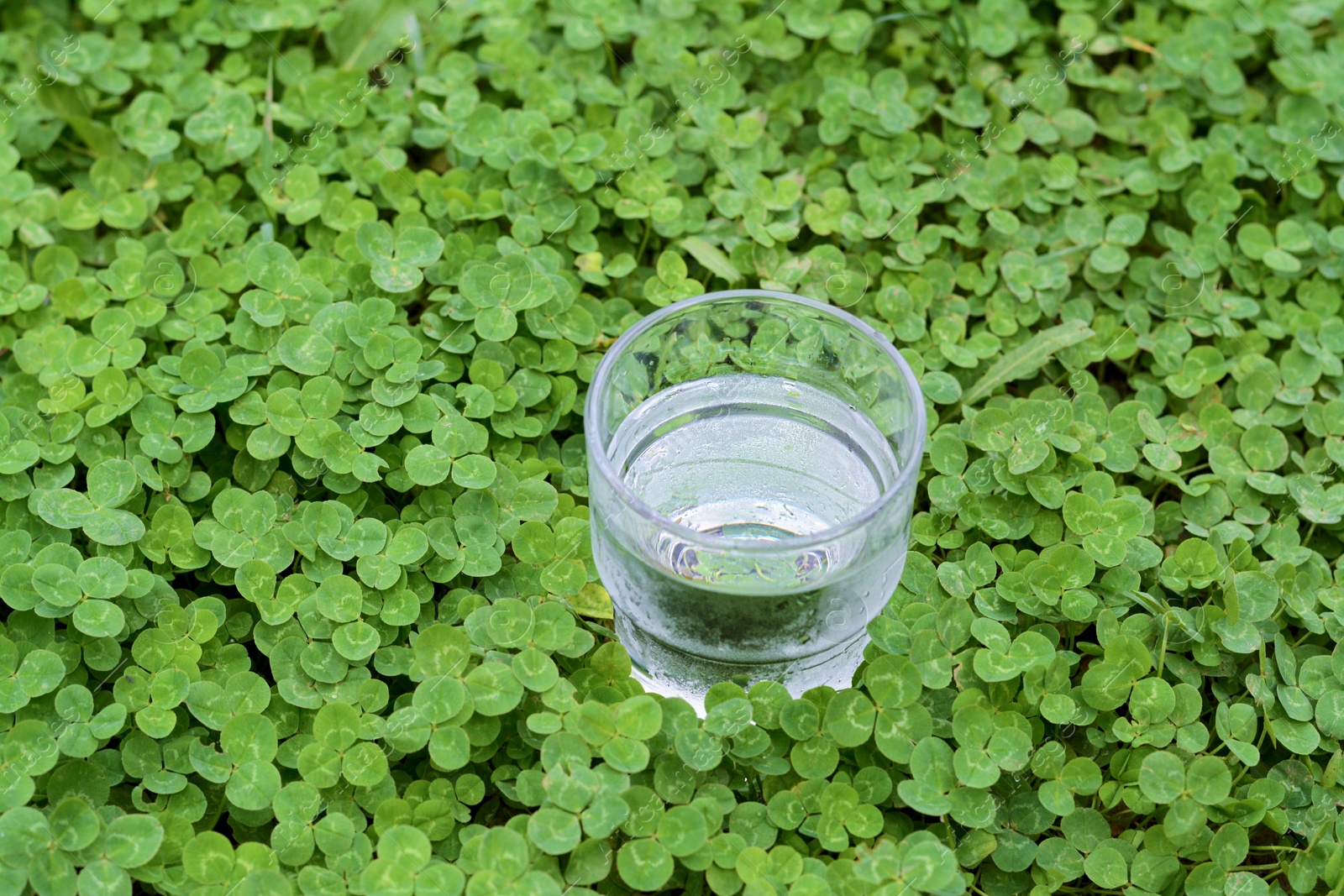 Photo of Glass of water in green clovers outdoors