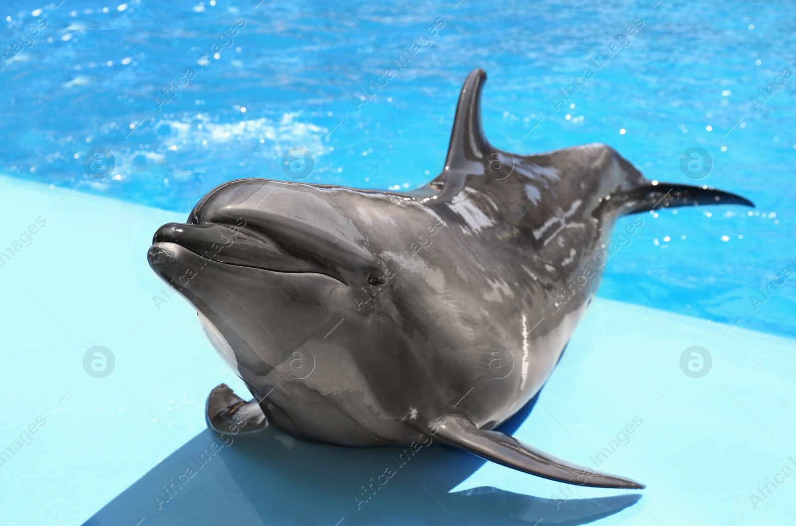 Photo of Cute grey dolphin at poolside on sunny day