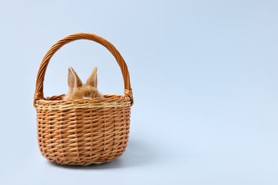 Photo of Little rabbit hiding in wicker basket on light blue background. Space for text