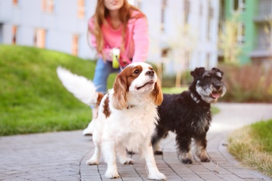 Photo of Woman walking Miniature Schnauzer and Cavalier King Charles Spaniel dogs in park