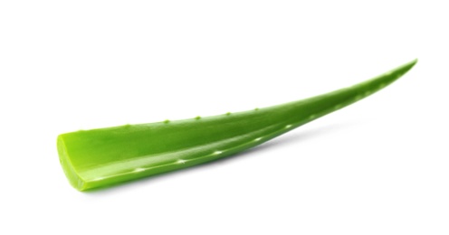 Aloe vera leaf on white background