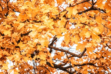 Tree branches with golden leaves on sunny autumn day, outdoors