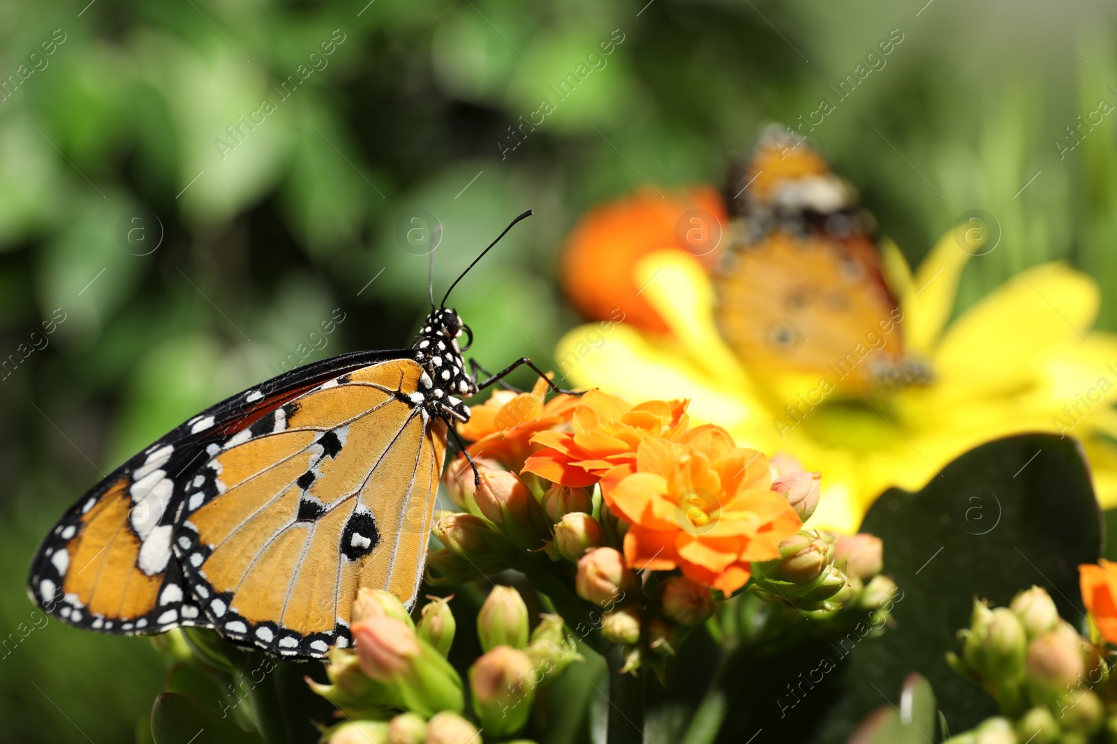 Photo of Beautiful painted lady butterfly on flower in garden