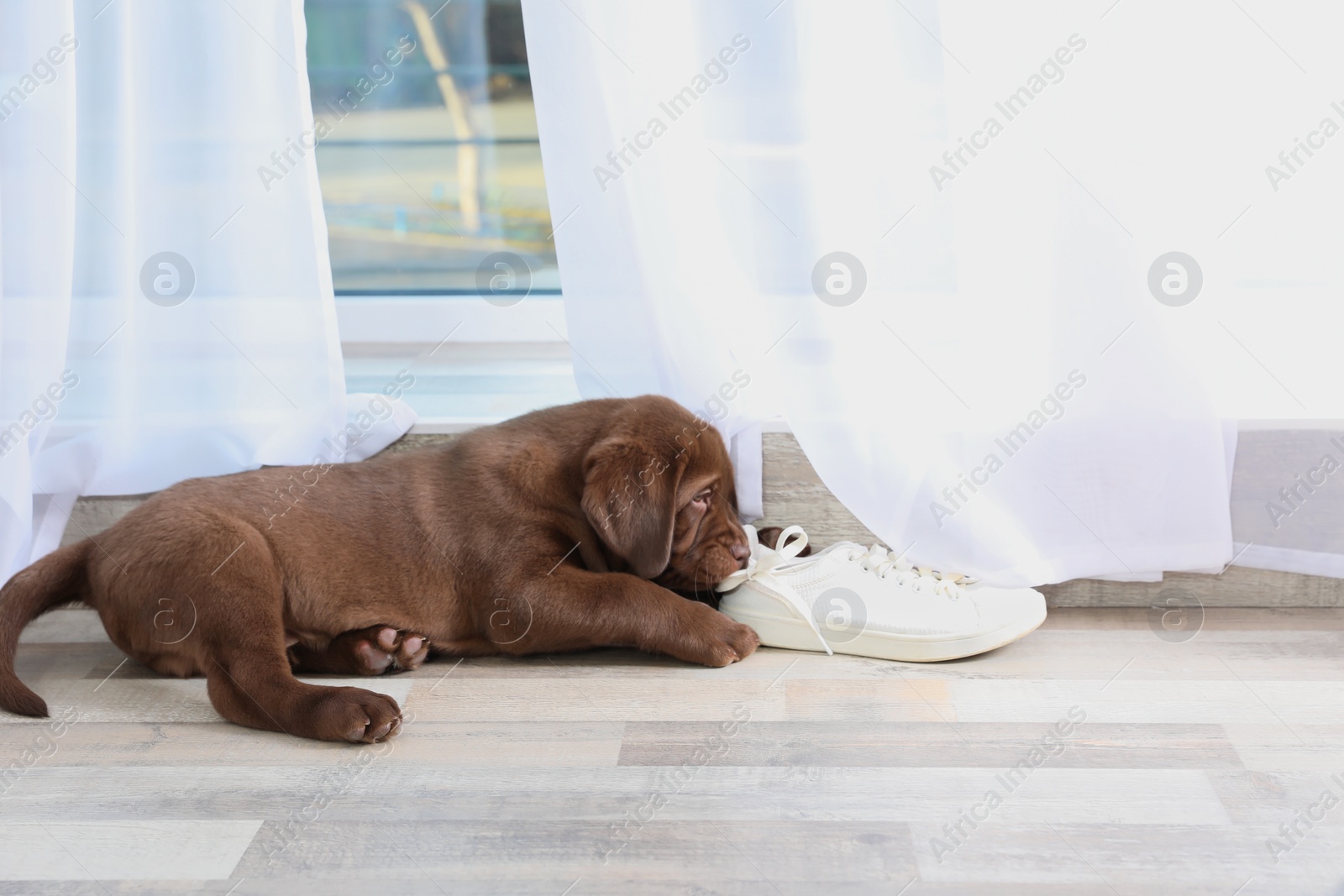 Photo of Chocolate Labrador Retriever puppy playing with sneaker on floor indoors