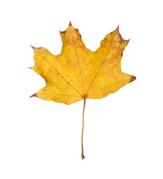 Photo of Dry leaf of maple tree isolated on white. Autumn season