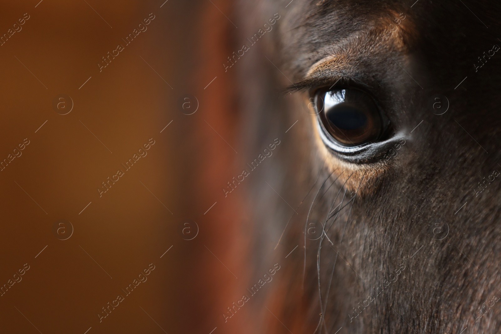 Photo of Adorable black horse on blurred background, closeup with space for text. Lovely domesticated pet