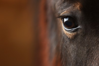 Photo of Adorable black horse on blurred background, closeup with space for text. Lovely domesticated pet