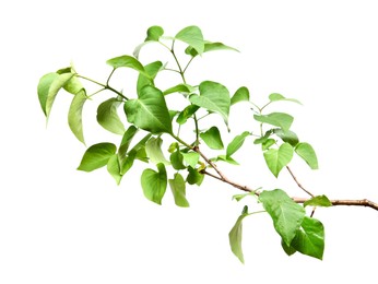 Photo of Branch of lilac bush with young fresh green leaves isolated on white. Spring season