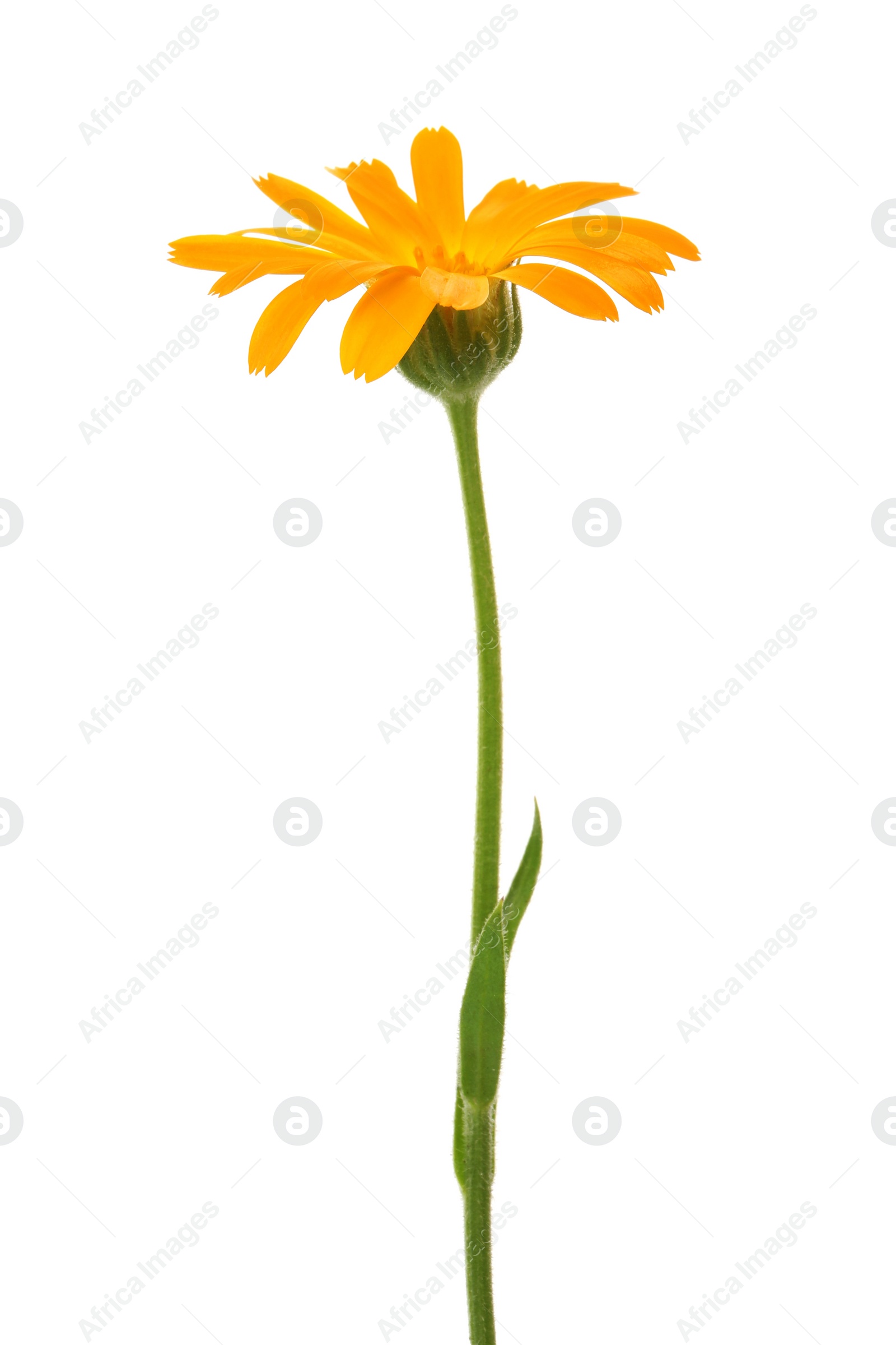 Photo of Beautiful blooming calendula flower isolated on white