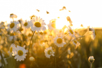 Photo of Closeup view of beautiful chamomile field on sunny day