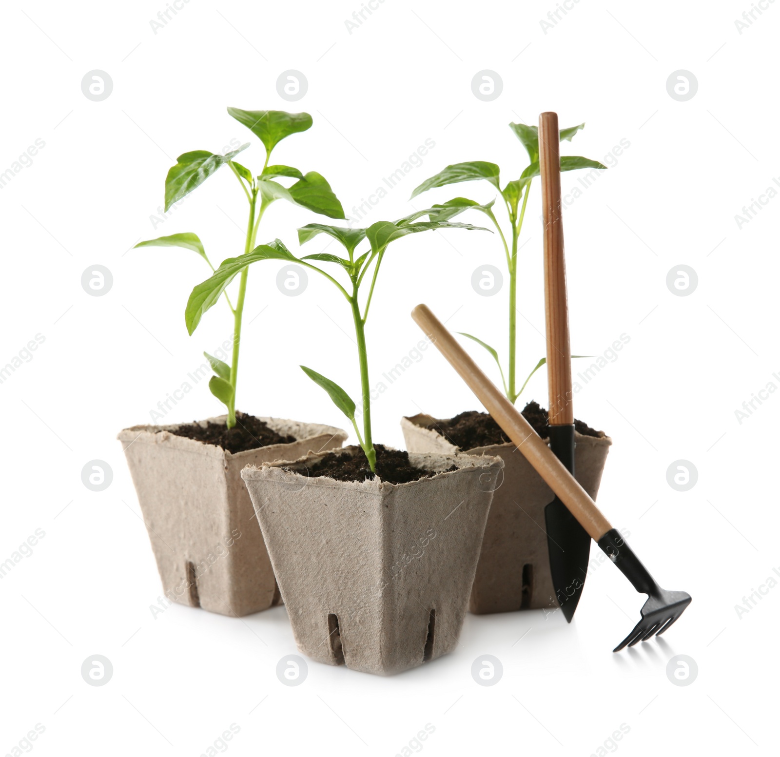 Photo of Green pepper seedlings and gardening tools isolated on white