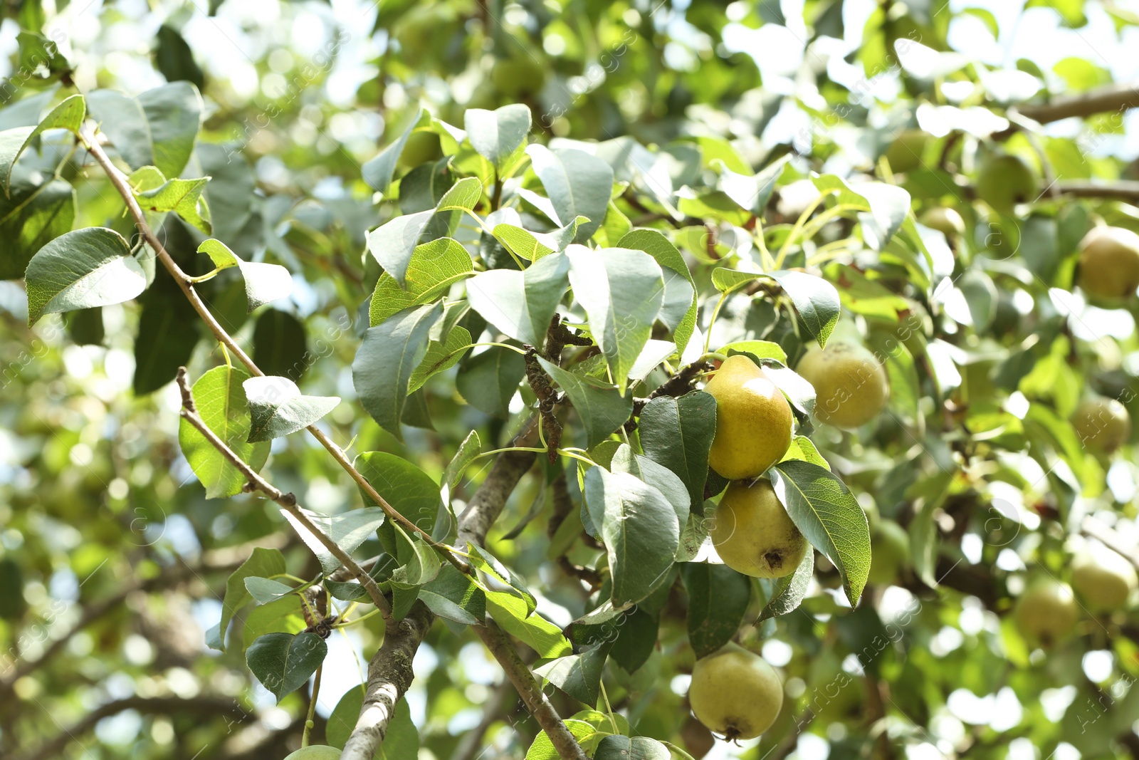 Photo of Pear tree with fruits on sunny day