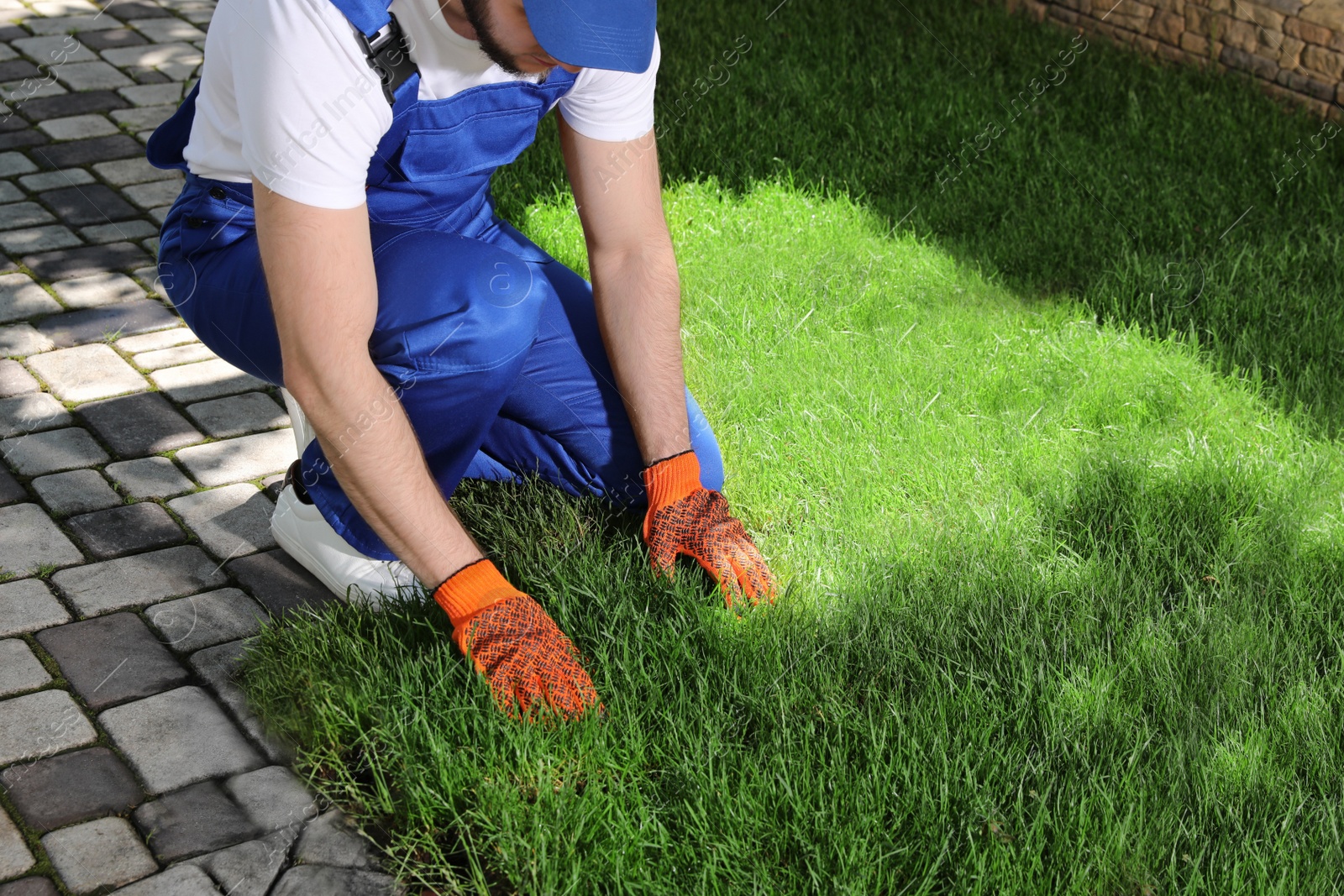 Photo of Gardener laying grass sod on backyard, closeup