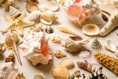 Photo of Different beautiful sea shells on sand, closeup