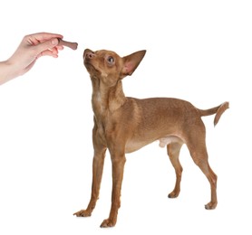 Image of Woman giving tasty bone shaped cookie to her dog on white background, closeup