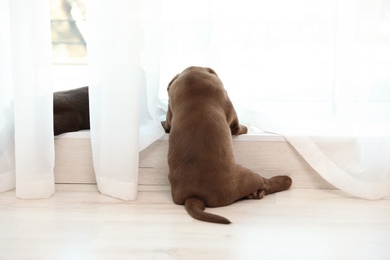 Photo of Chocolate Labrador Retriever puppy near window indoors